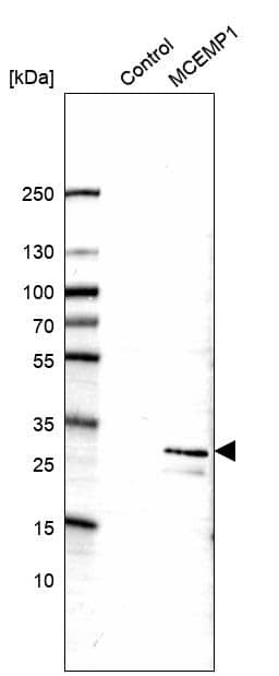 Western Blot MCEMP1 Antibody - BSA Free